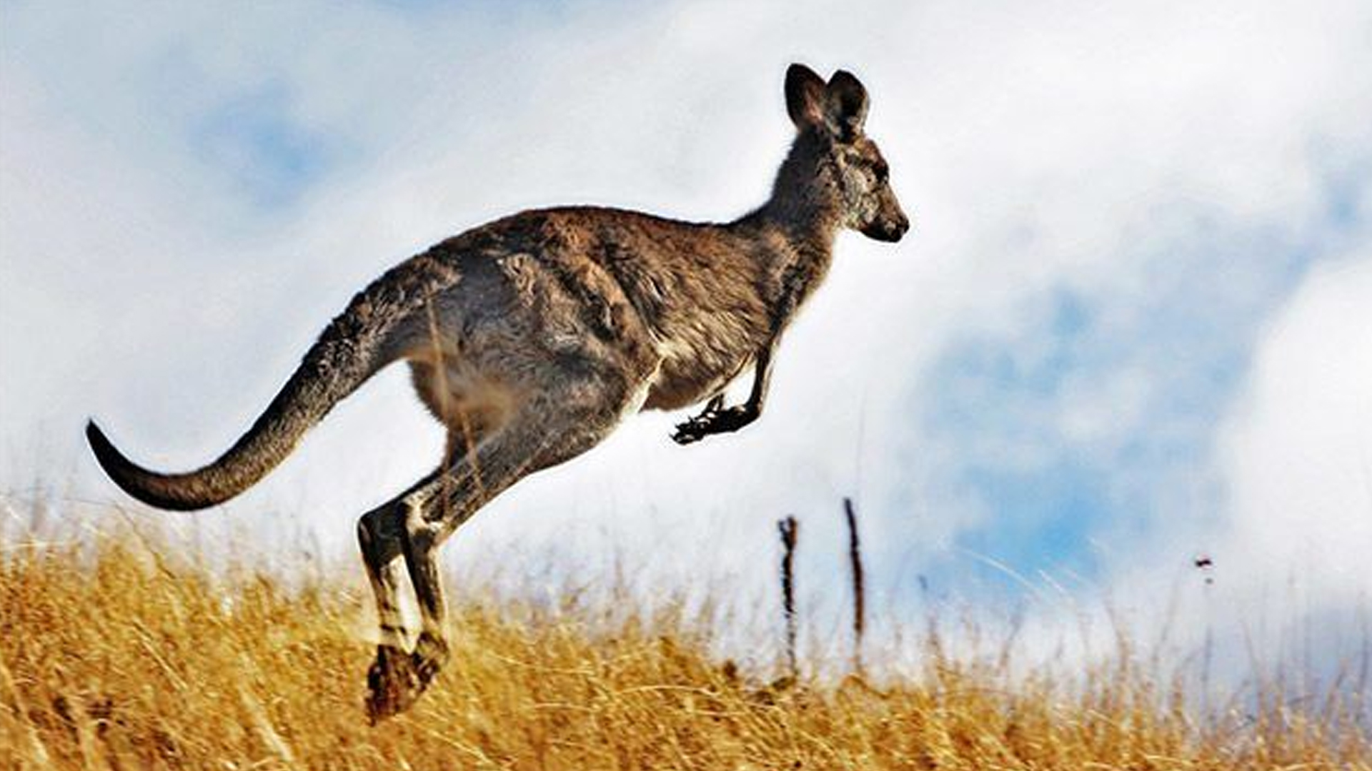 ক্যাঙ্গারু নিয়ে এসব মজার তথ্য জানেন কি