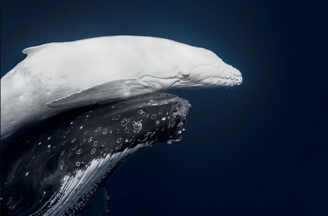 নেচার ফটোগ্রাফি অ্যাওয়ার্ড জিতে নিলো বিরল সাদা তিমির ছবি