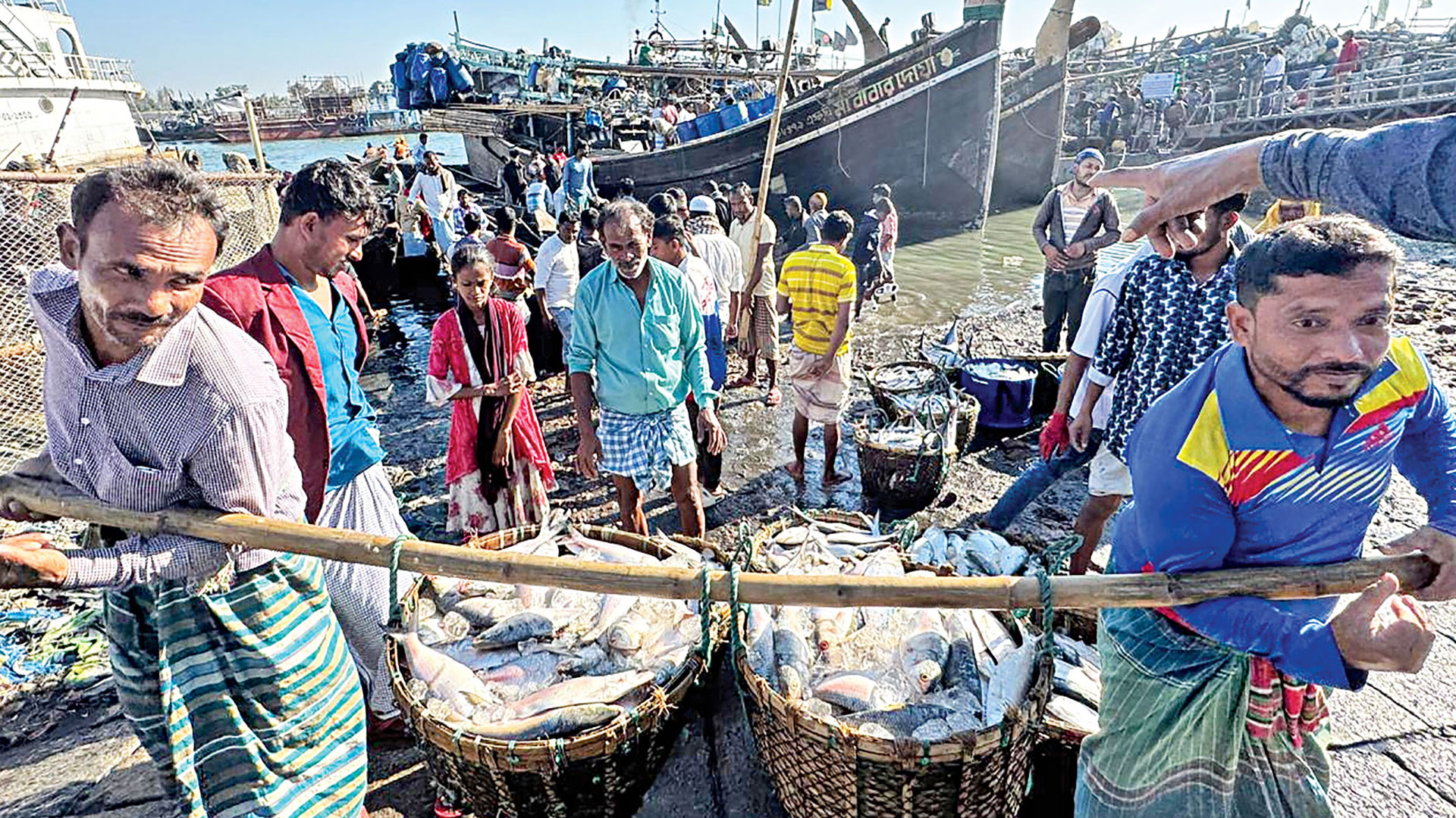 নির্বিচার মৎস্য আহরণে ছোট হয়ে যাচ্ছে দেশের ইলিশের গড় আকার