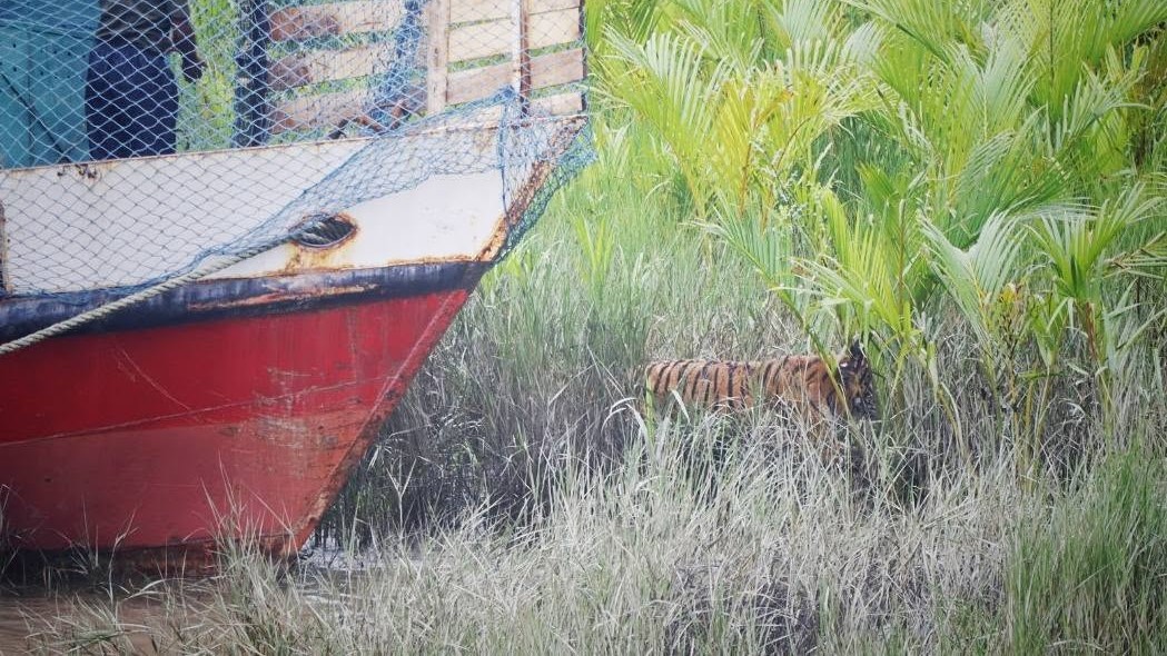 ৬ মাস চিকিৎসা শেষে সুন্দরবনে সেই বাঘিনী
