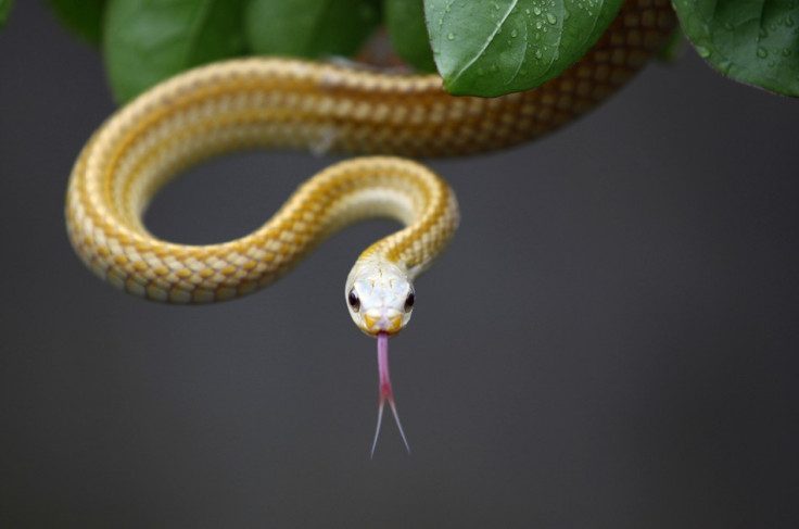 বিশ্ব সাপ দিবস আজ