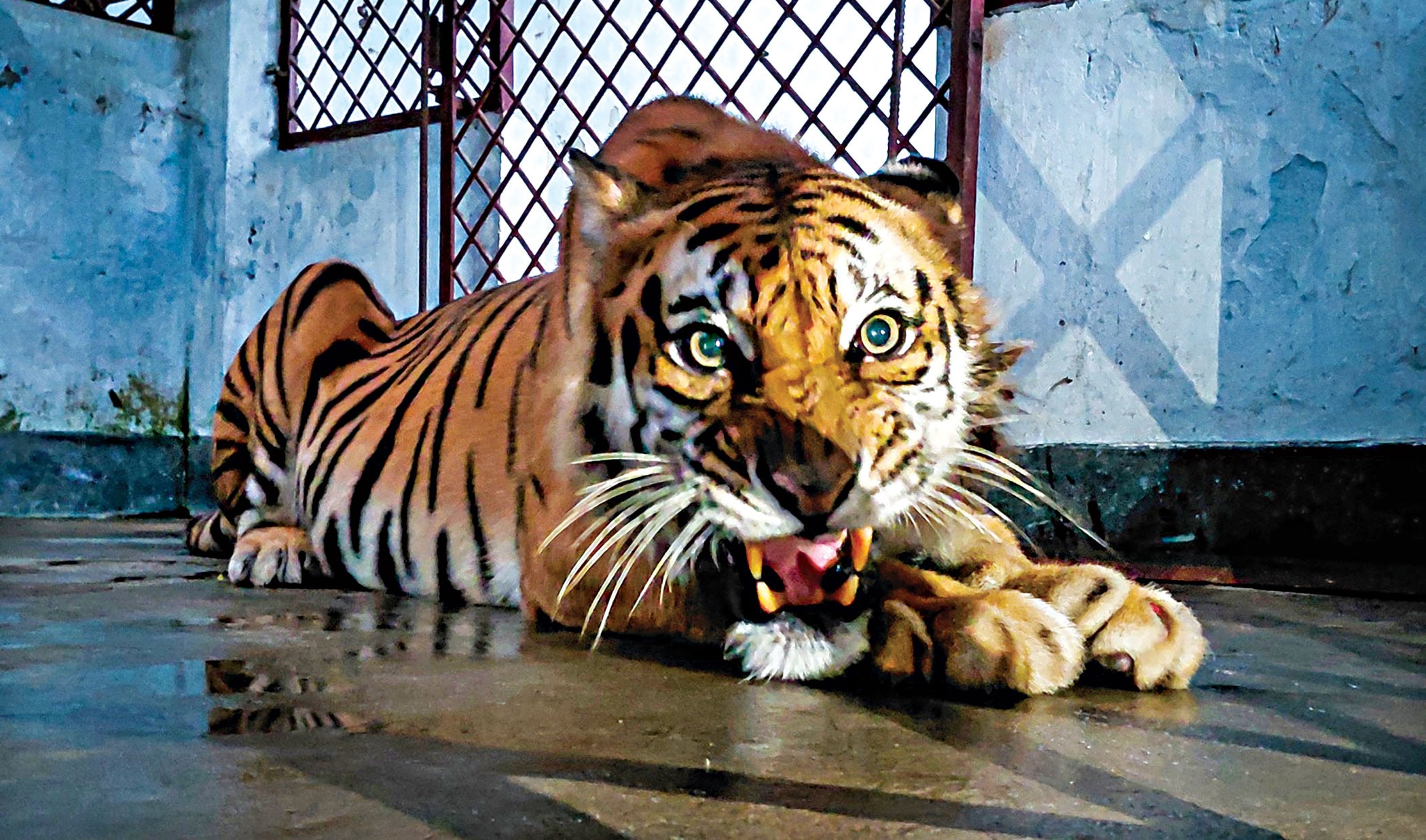 সুন্দরবনে অবমুক্ত করা সেই বাঘিনী কোথায় হারিয়ে গেল?