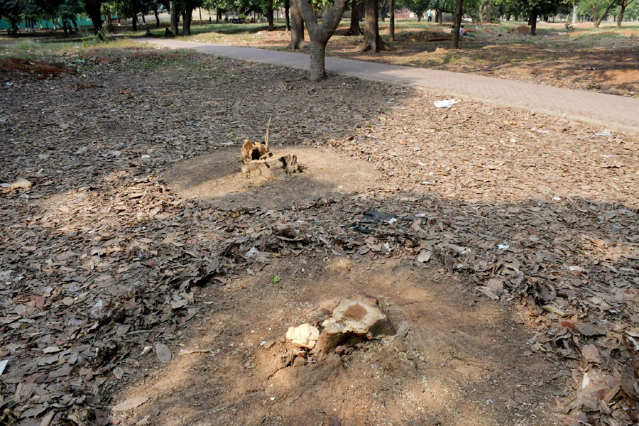 উদ্যান পরিকল্পনায় বাড়ছে ইমারত, কমছে সবুজ: বিআইপি