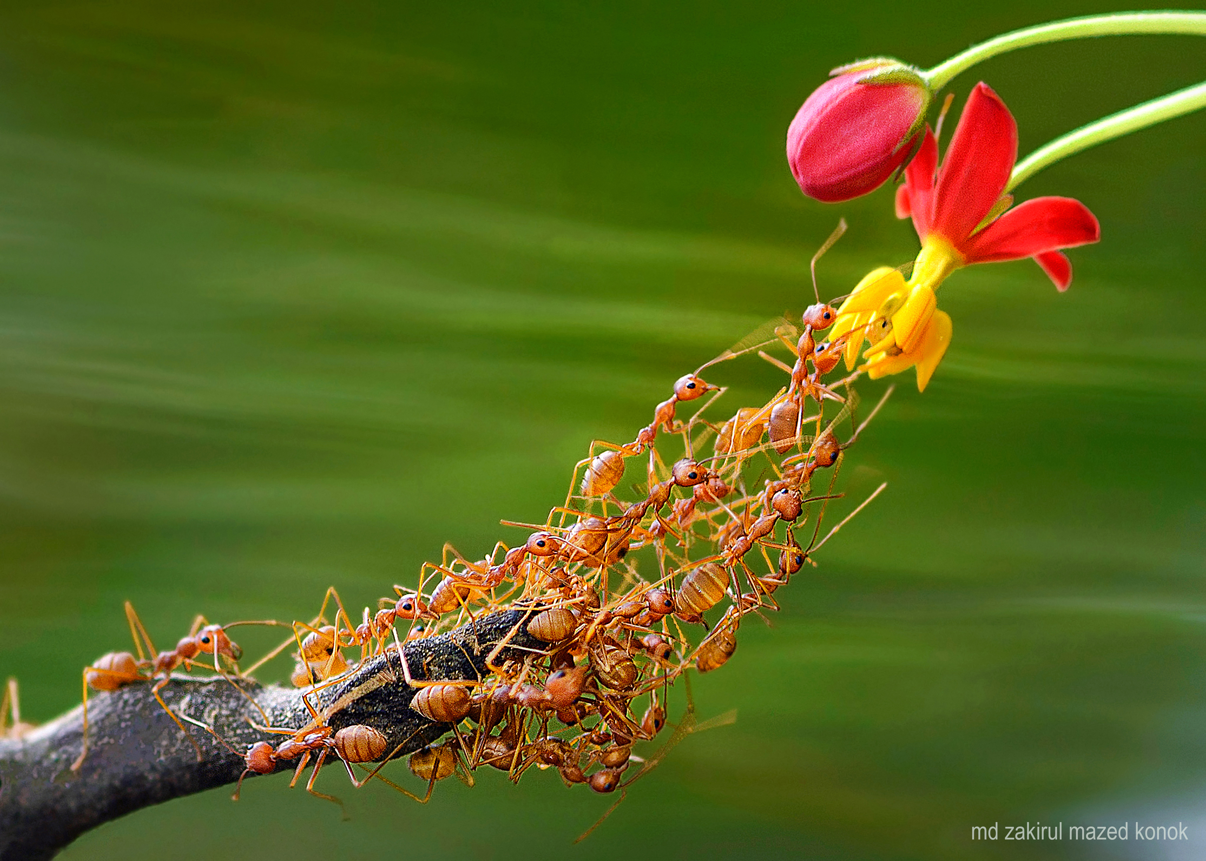 ন্যাচারস বেস্ট ফটোগ্রাফি এশিয়ার বিজয়ীদের তালিকায় প্রথম বাংলাদেশি