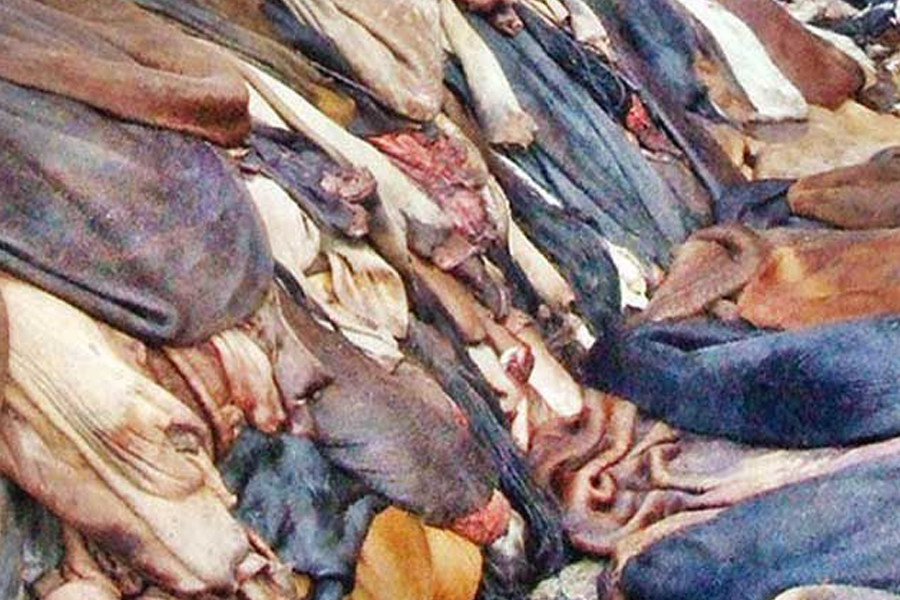 গরুর চামড়া একটি পুষ্টিকর ও হালাল খাদ্য