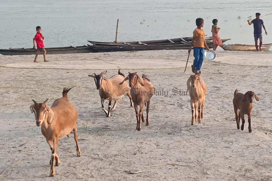 বেড়েছে ছাগল, কমেছে গরু