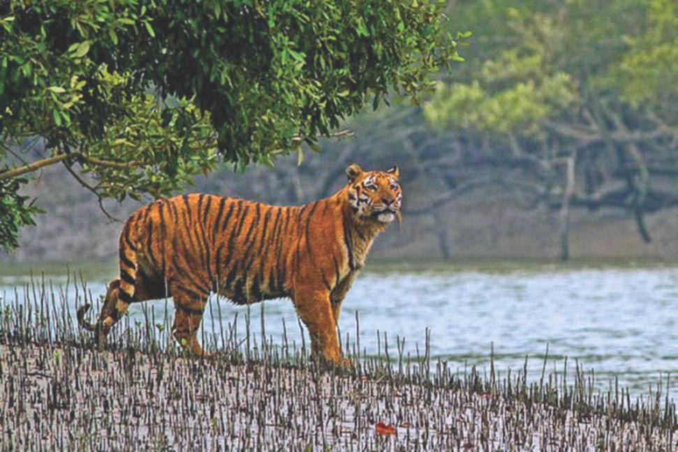 সুন্দরবনে বাঘ শুমারির ৮টি ক্যামেরা চুরি