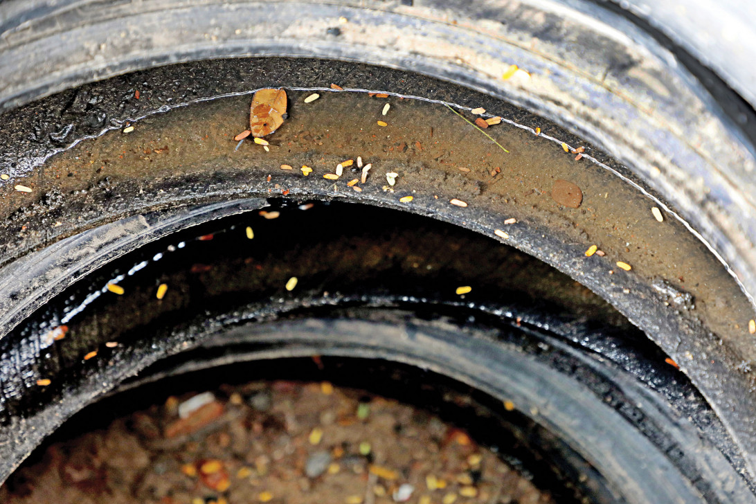 ডেঙ্গু নিয়ন্ত্রণে কাল থেকে ডিএসসিসির ১০ অঞ্চলে অভিযান