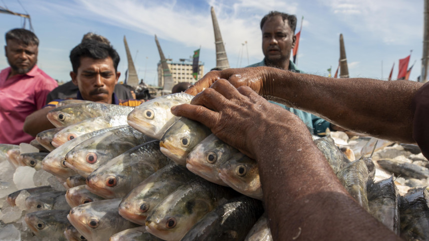 ভারতে ২০৮০ টন ইলিশ রপ্তানির সিদ্ধান্ত
