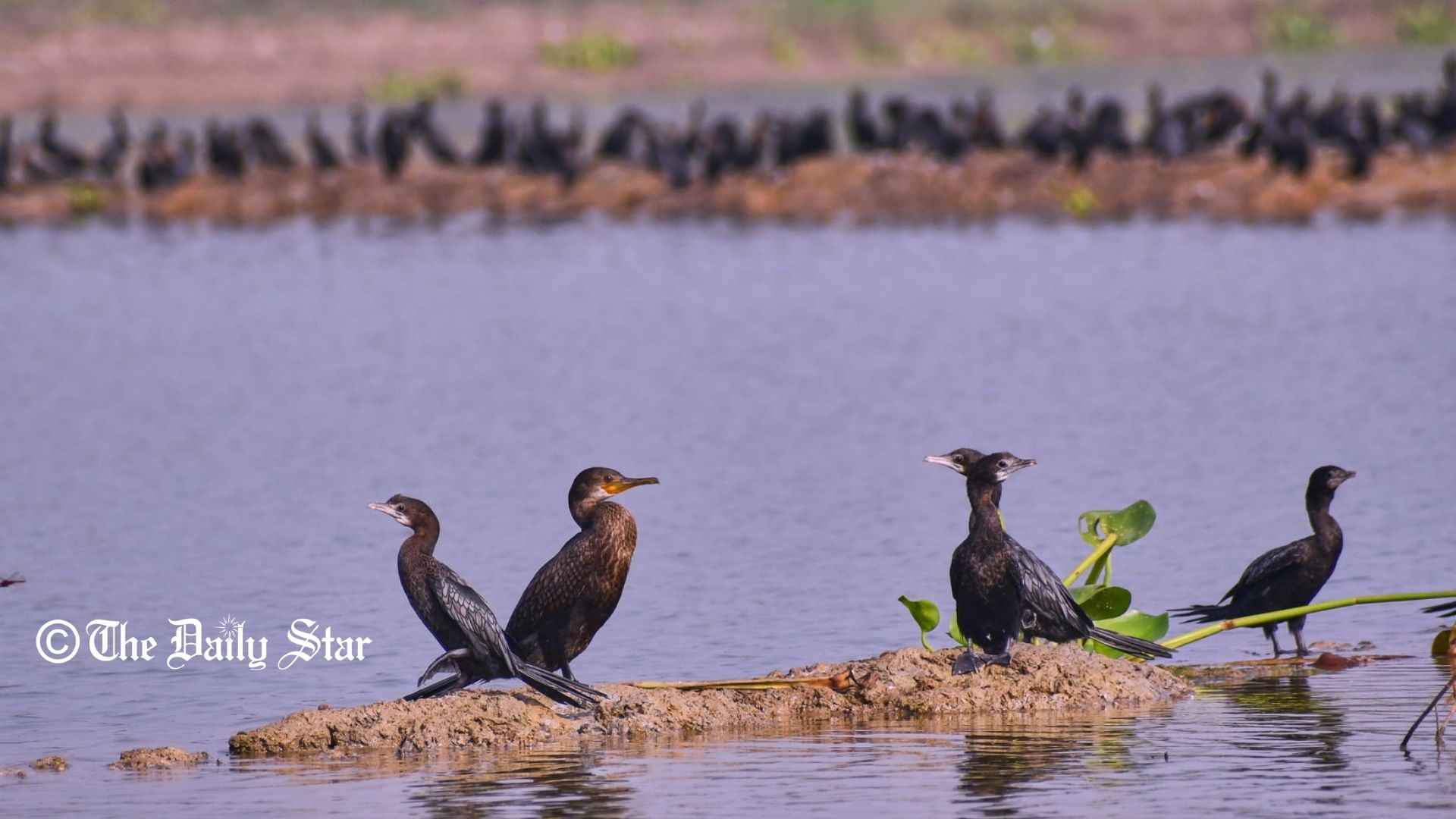 জবই বিলে পাখিদের ওপর দুর্ভাগ্য নেমে আসে যেভাবে
