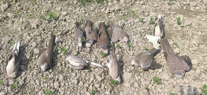 হাইমচরে বিষ প্রয়োগে শতাধিক ঘুঘু হত্যা