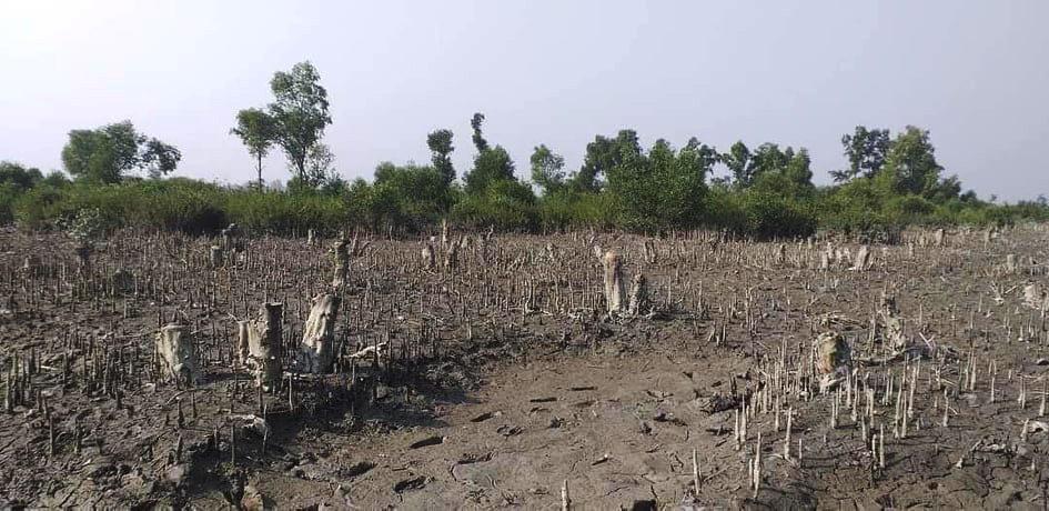 চিংড়ি চাষে হারিয়ে যাওয়া এক সুন্দরবনের গল্প