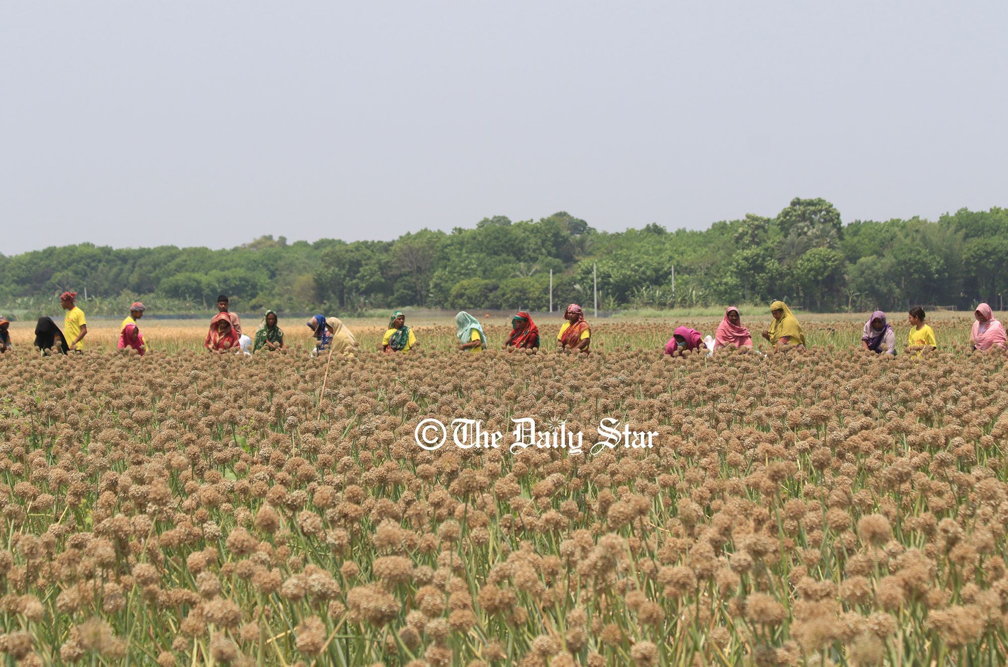 পেঁয়াজবীজে হতাশা