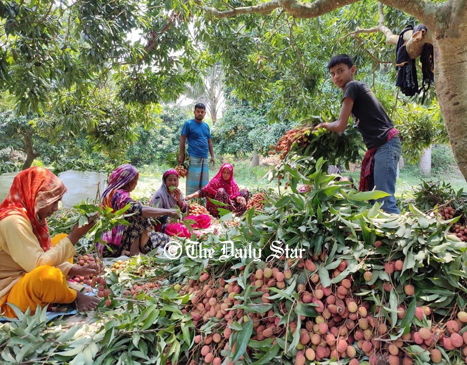 পাবনায় এ বছর ৫০০ কোটি টাকার লিচু বাণিজ্যের সম্ভাবনা