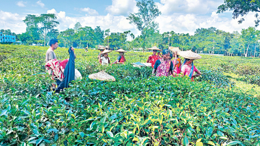 চায়ের উৎপাদন বাড়লেও সেভাবে রপ্তানি করা যাচ্ছে না: বাণিজ্যমন্ত্রী