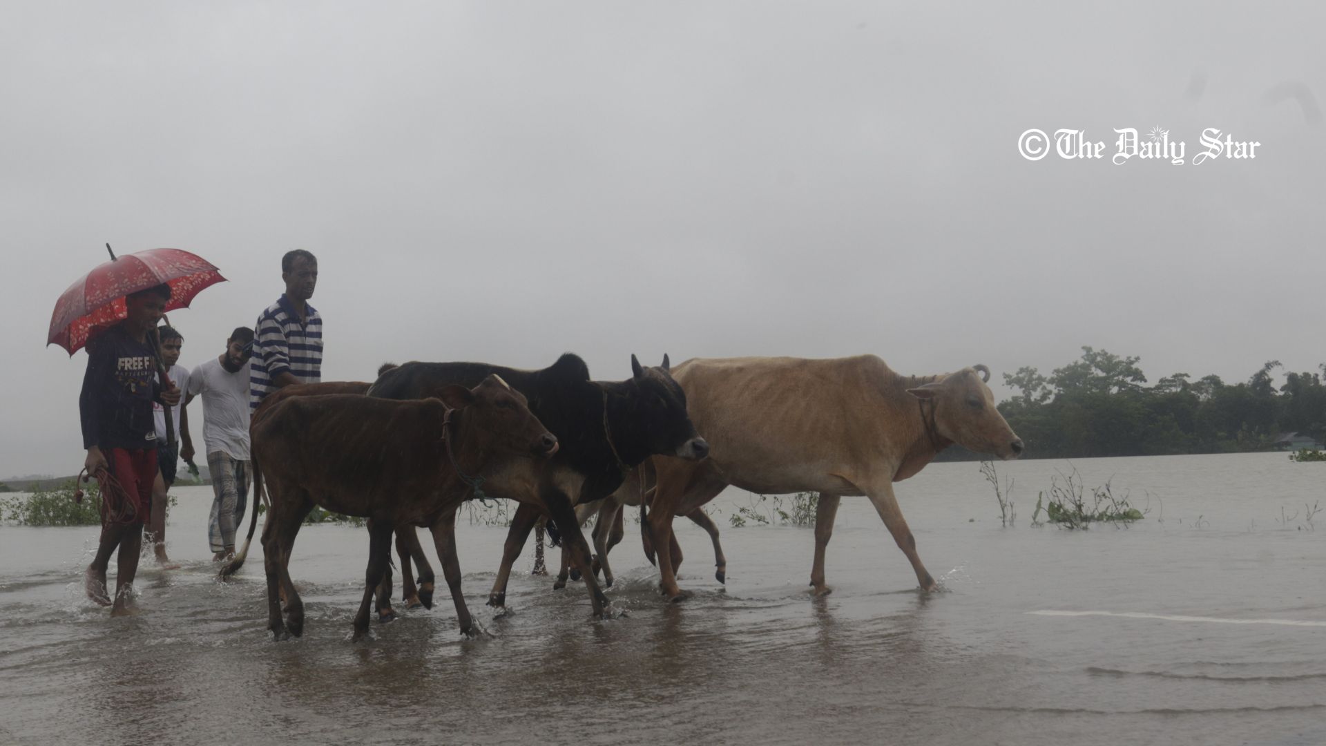 ‘গরুগুলো যেখানে আশ্রয় পাবে, আমিও সেখানে আশ্রয় নেব’ 