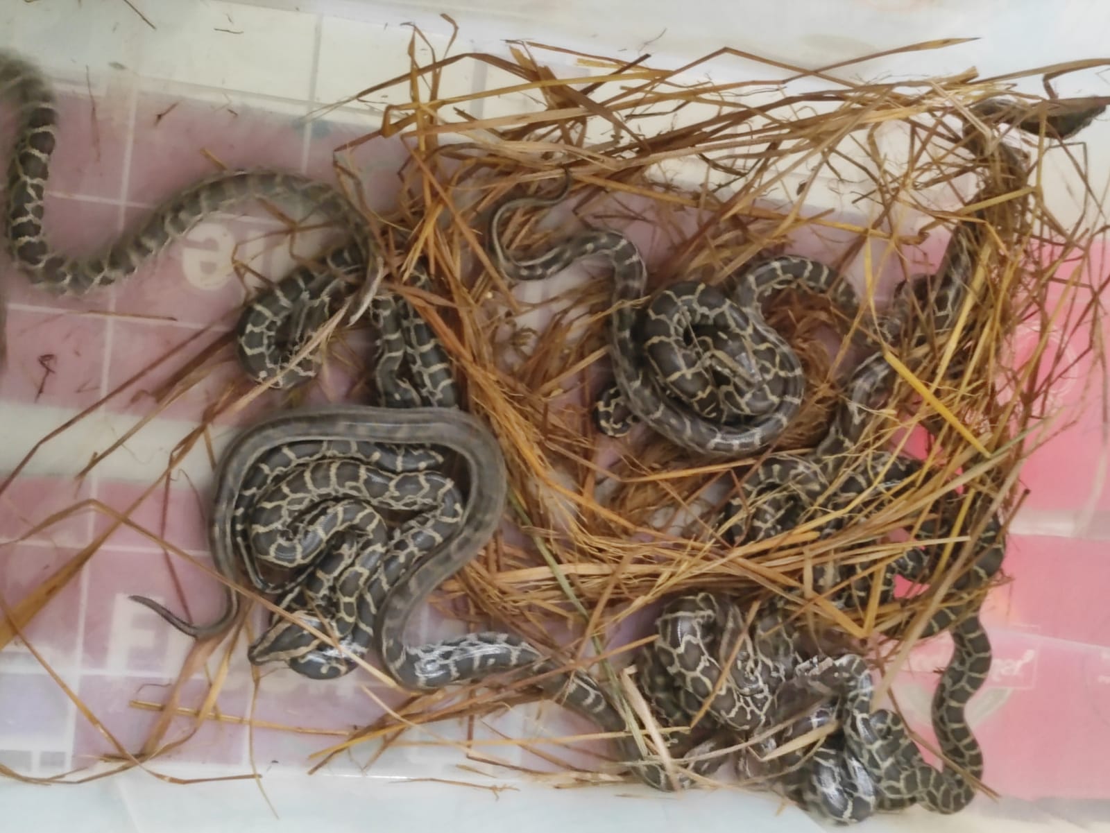 চট্টগ্রাম চিড়িয়াখানায় ইনকিউবেটরে ১১ অজগরের জন্ম