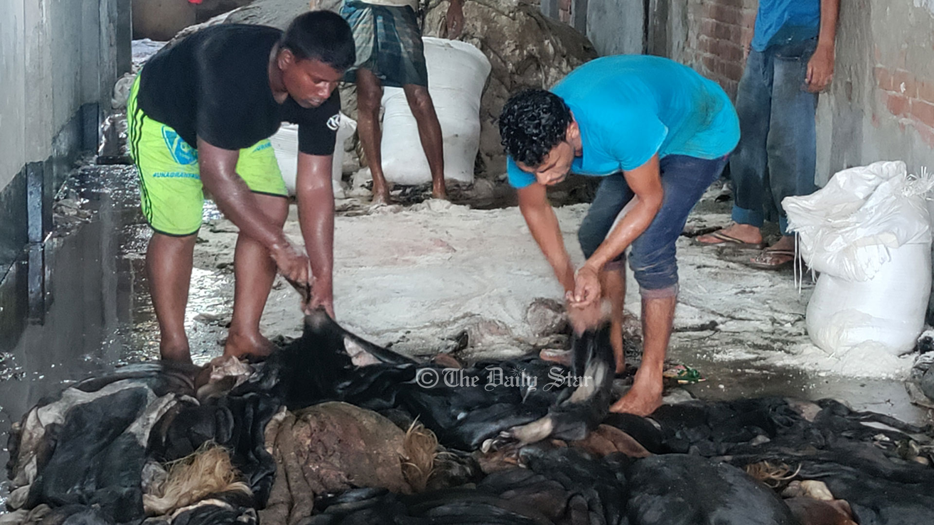 নাটোরে চামড়ার সরবরাহ ভালো, দাম পেয়ে খুশি বিক্রেতা