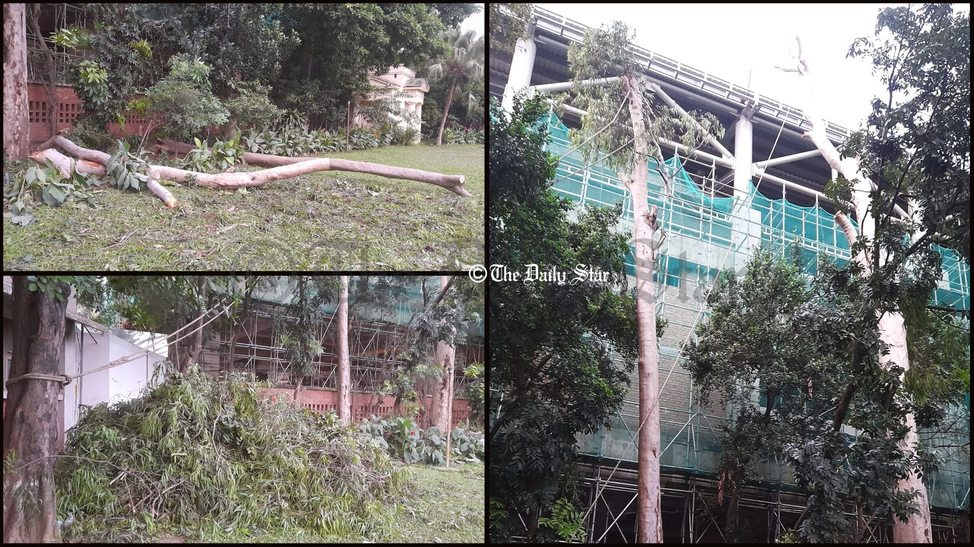 ঢাবিতে মেট্রোরেল স্টেশনের পাশে ‘ক্ষতিকর’ গাছ কাটছে কর্তৃপক্ষ