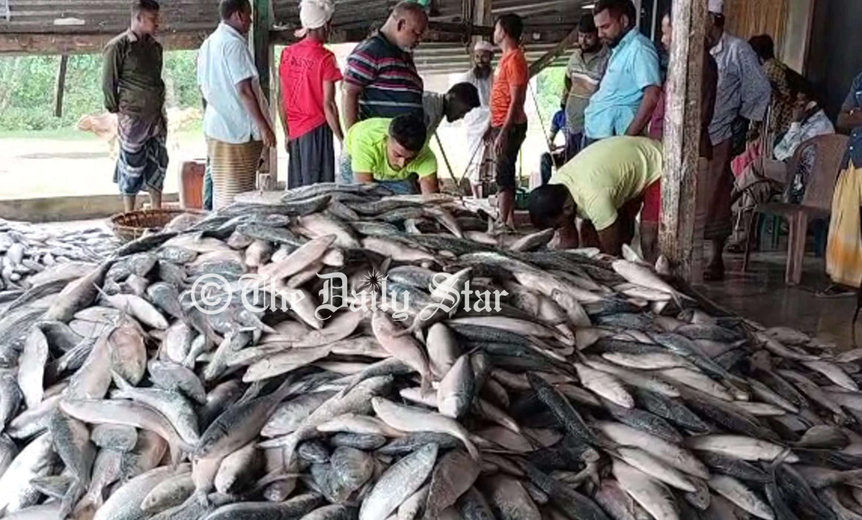 জেলেদের জালে ঝাঁকে ঝাঁকে ইলিশ, দামও কম
