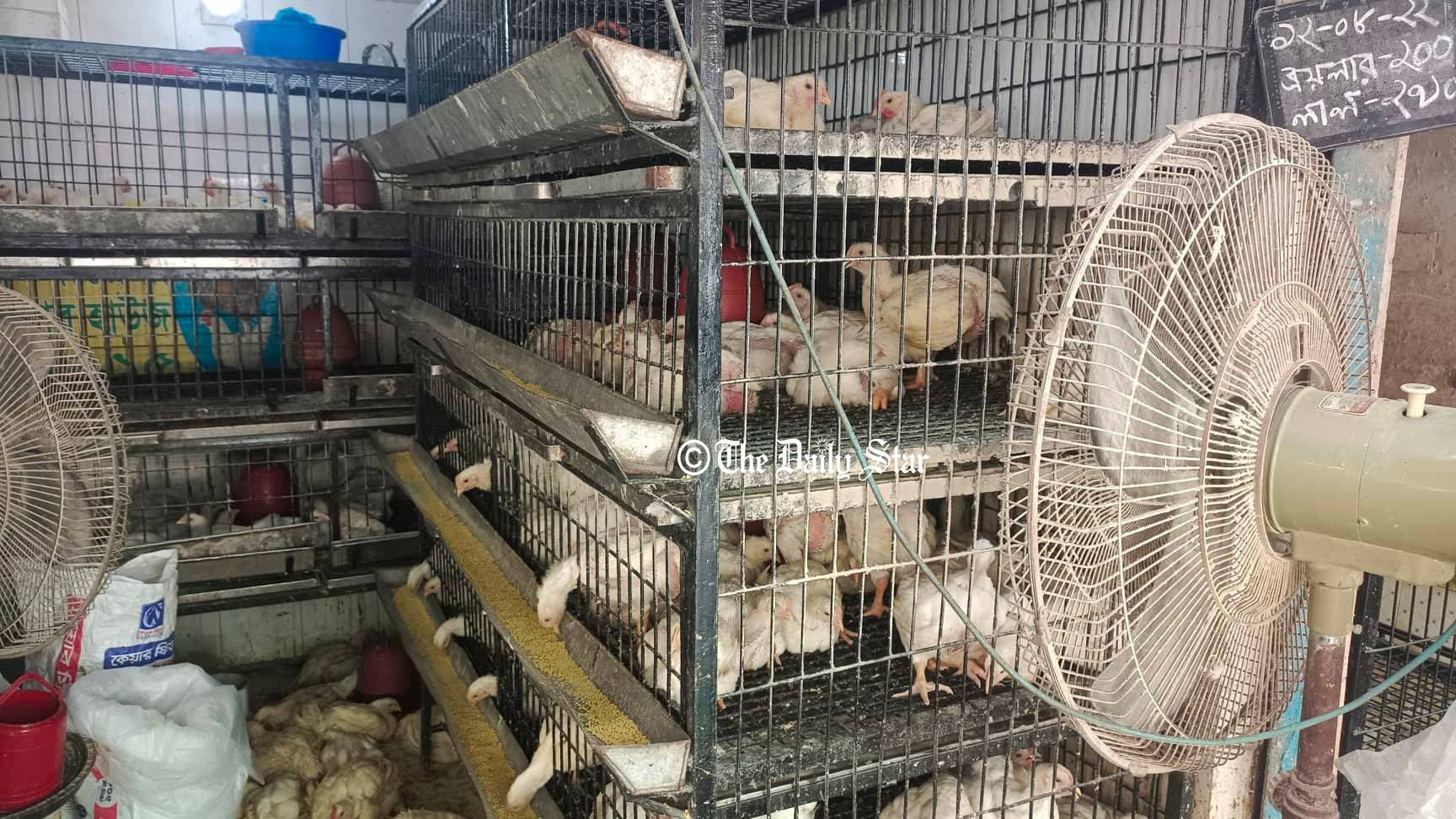 ব্রয়লারের ডাবল সেঞ্চুরি, বেড়েছে ডিম-চাল-পেঁয়াজসহ নিত্যপণ্যের দাম