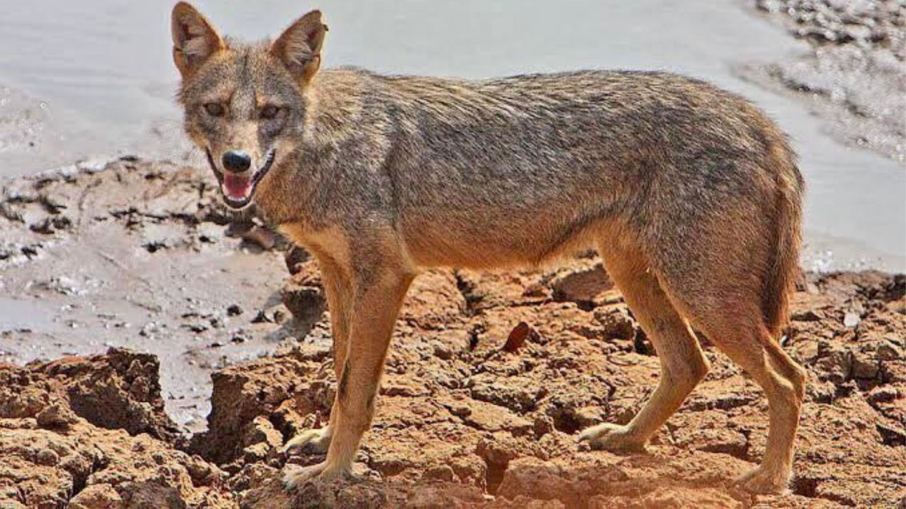 পাবনায় শিয়ালের আক্রমণে আহত অন্তত ২০