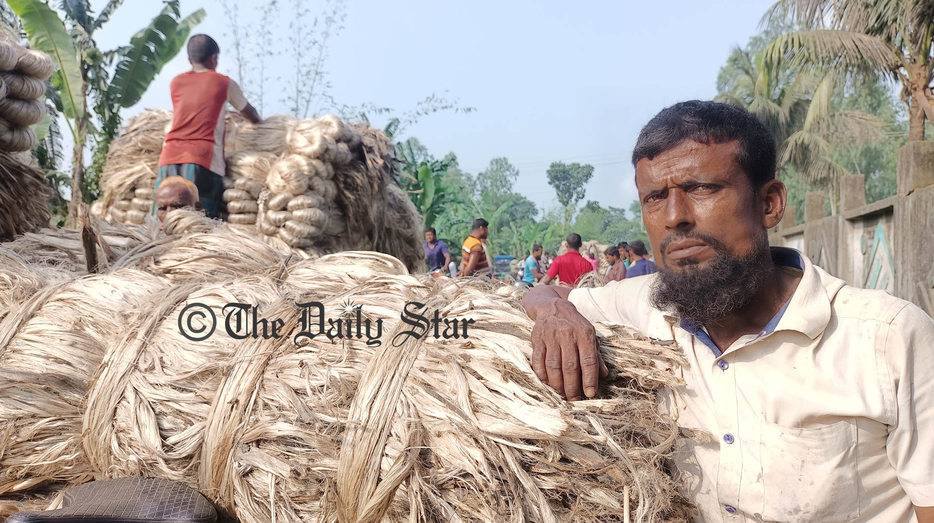 পাটের উৎপাদন খরচ বাড়লেও বাড়েনি দাম