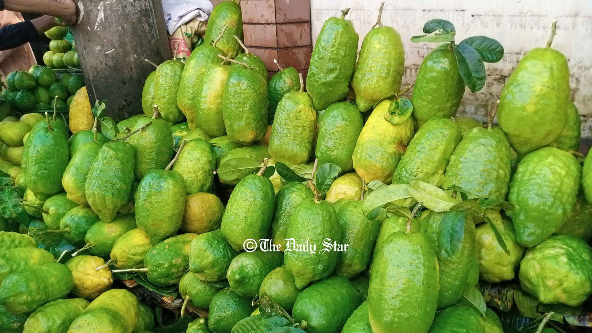 বিশ্বব্যাপী বাড়ছে সিলেটের লেবু জাতীয় ফলের চাহিদা
