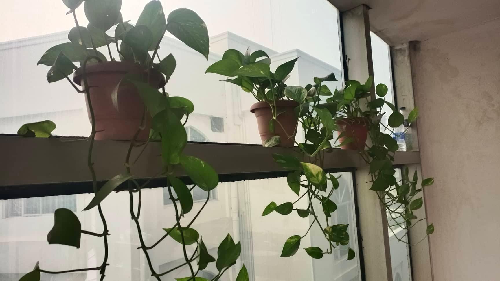 শীতাতপ নিয়ন্ত্রিত কক্ষের গাছের যত্ন