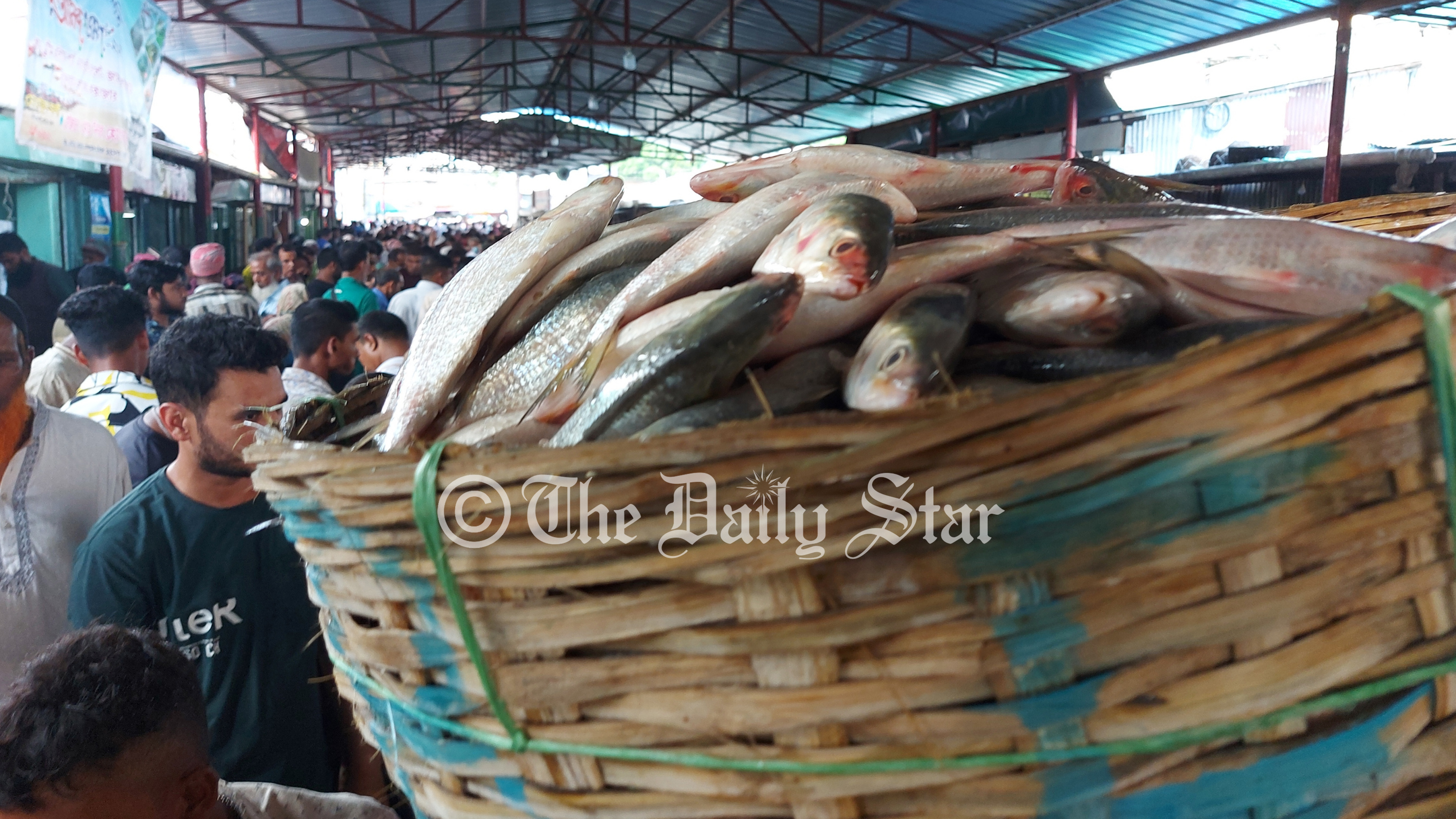 ইলিশ ধরায় ২২ দিনের নিষেধাজ্ঞা মধ্যরাত থেকে শুরু