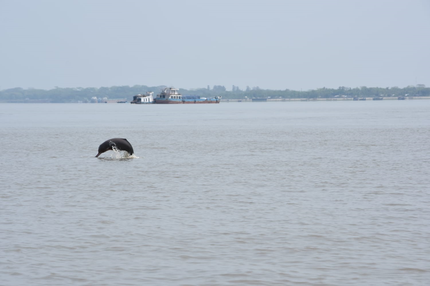 ‘৮৭ শতাংশ শুশুক মারা পড়ে কারেন্ট জালে আটকে’