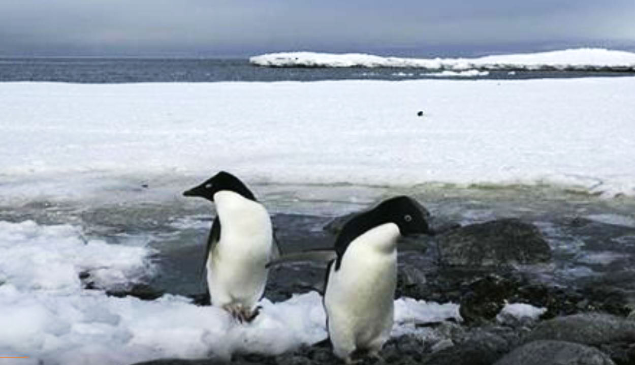 বিলুপ্তির ঝুঁকিতে অ্যান্টার্কটিকার পেঙ্গুইন