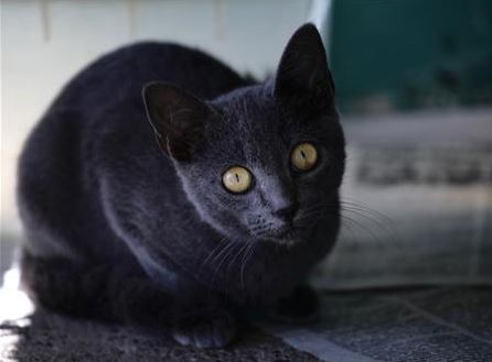 কালো বিড়ালকে যখন থেকে অশুভ ভাবা শুরু হলো