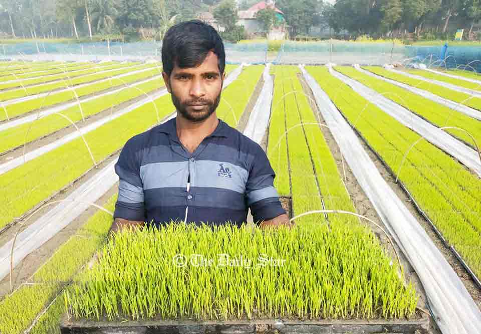 ধান চাষে ‘সমলয়’ পদ্ধতি: কম খরচে বেশি ফলন