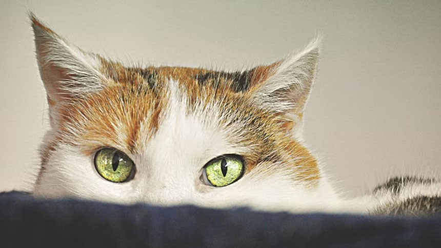 কতক্ষণ পোষা বিড়ালকে একা রাখা যাবে