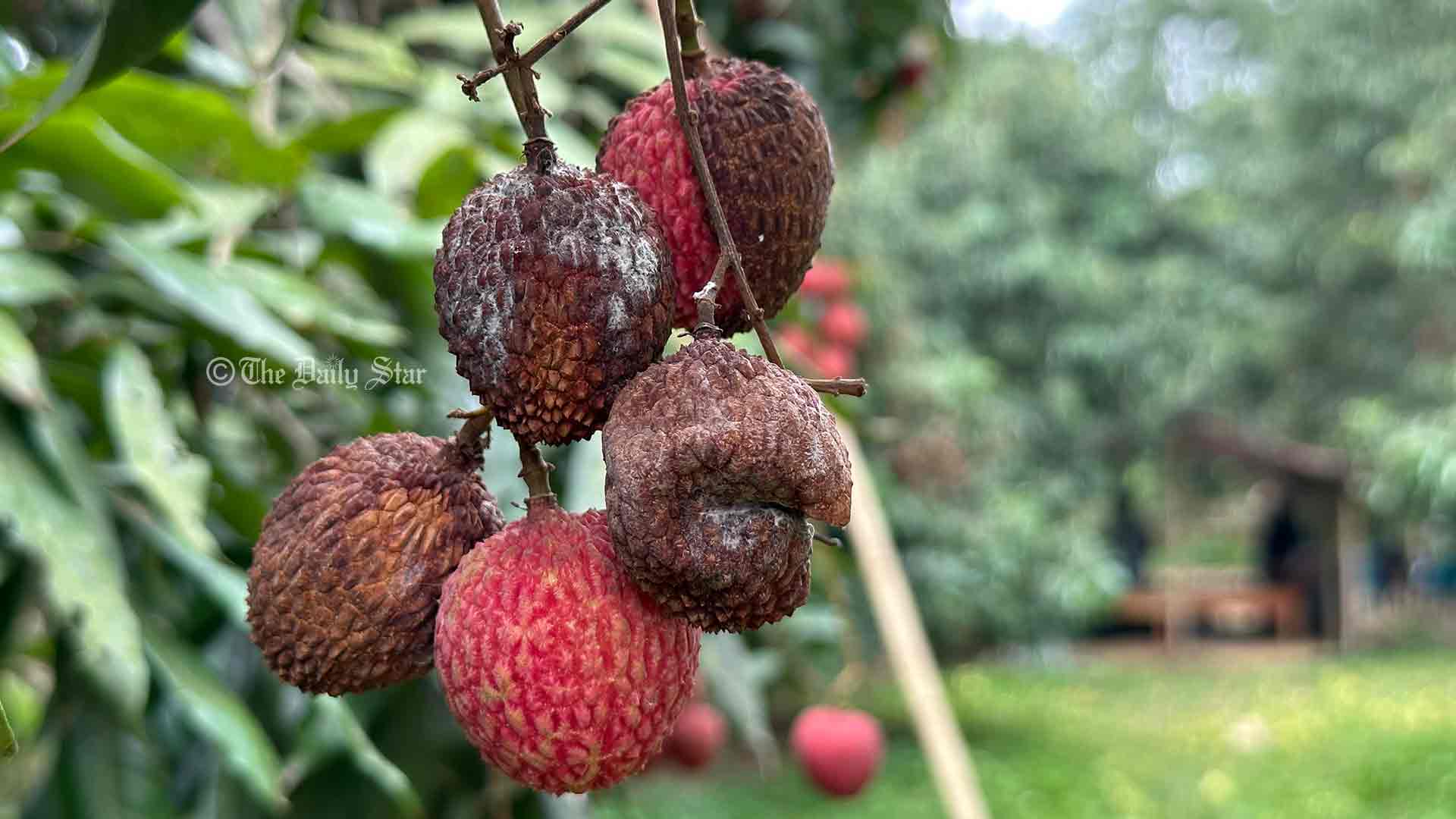 তাপপ্রবাহে পুড়ছে লিচু