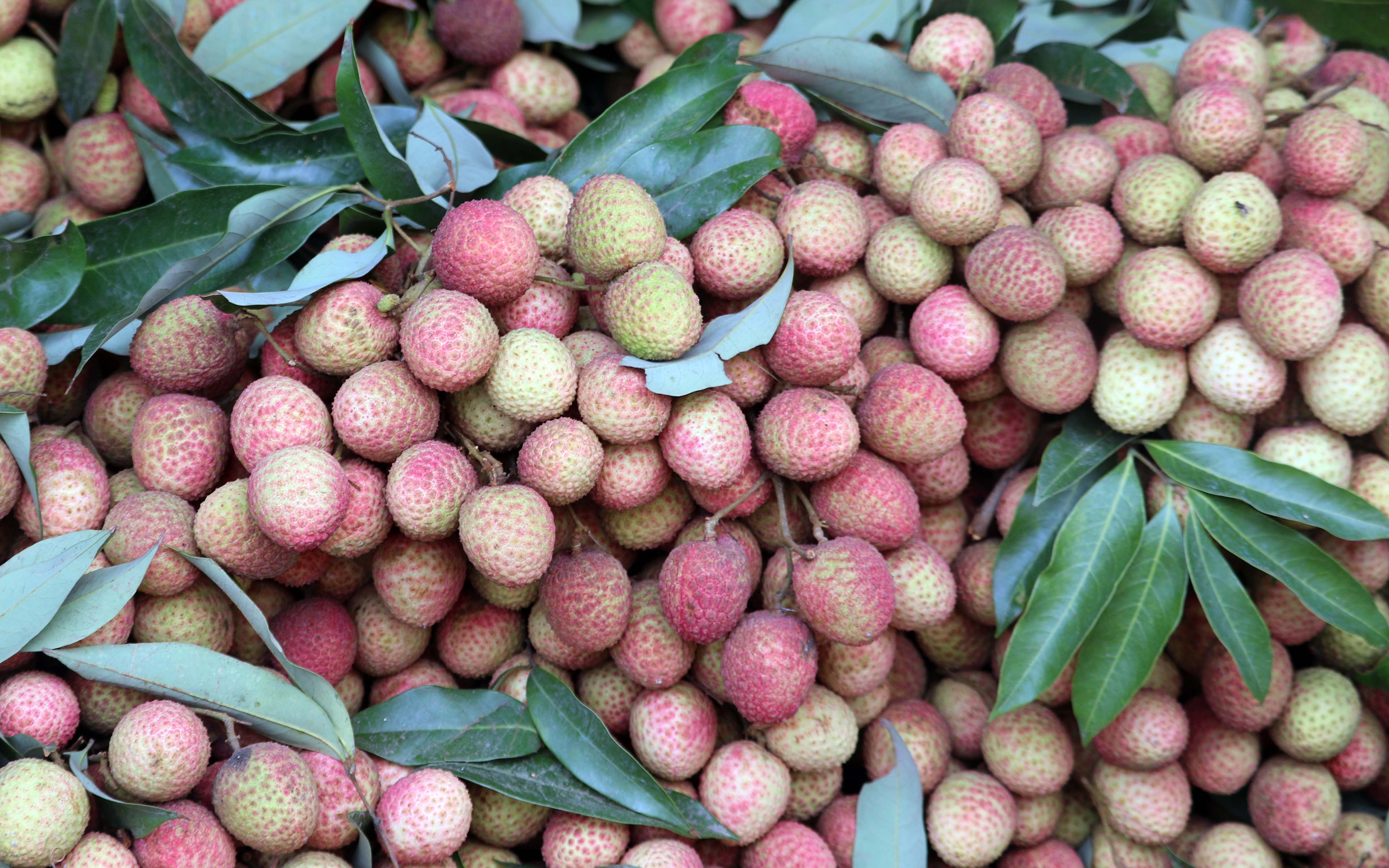 প্রথমবারের মতো ফ্রান্সে যাচ্ছে দিনাজপুরের লিচু