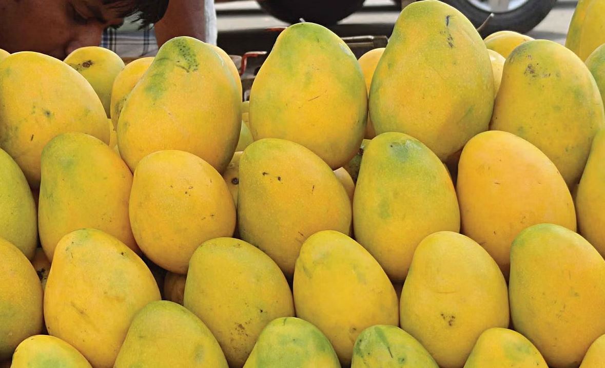 মমতা বন্দ্যোপাধ্যায়কে এবার ১২০০ কেজি হাড়িভাঙ্গা আম পাঠালেন শেখ হাসিনা