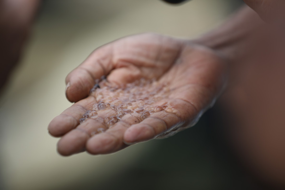 দীর্ঘ প্রতীক্ষার পর হালদায় ডিম ছাড়ছে মা মাছ