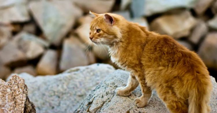 ক্যাট-ফক্স: না বিড়াল না শেয়াল