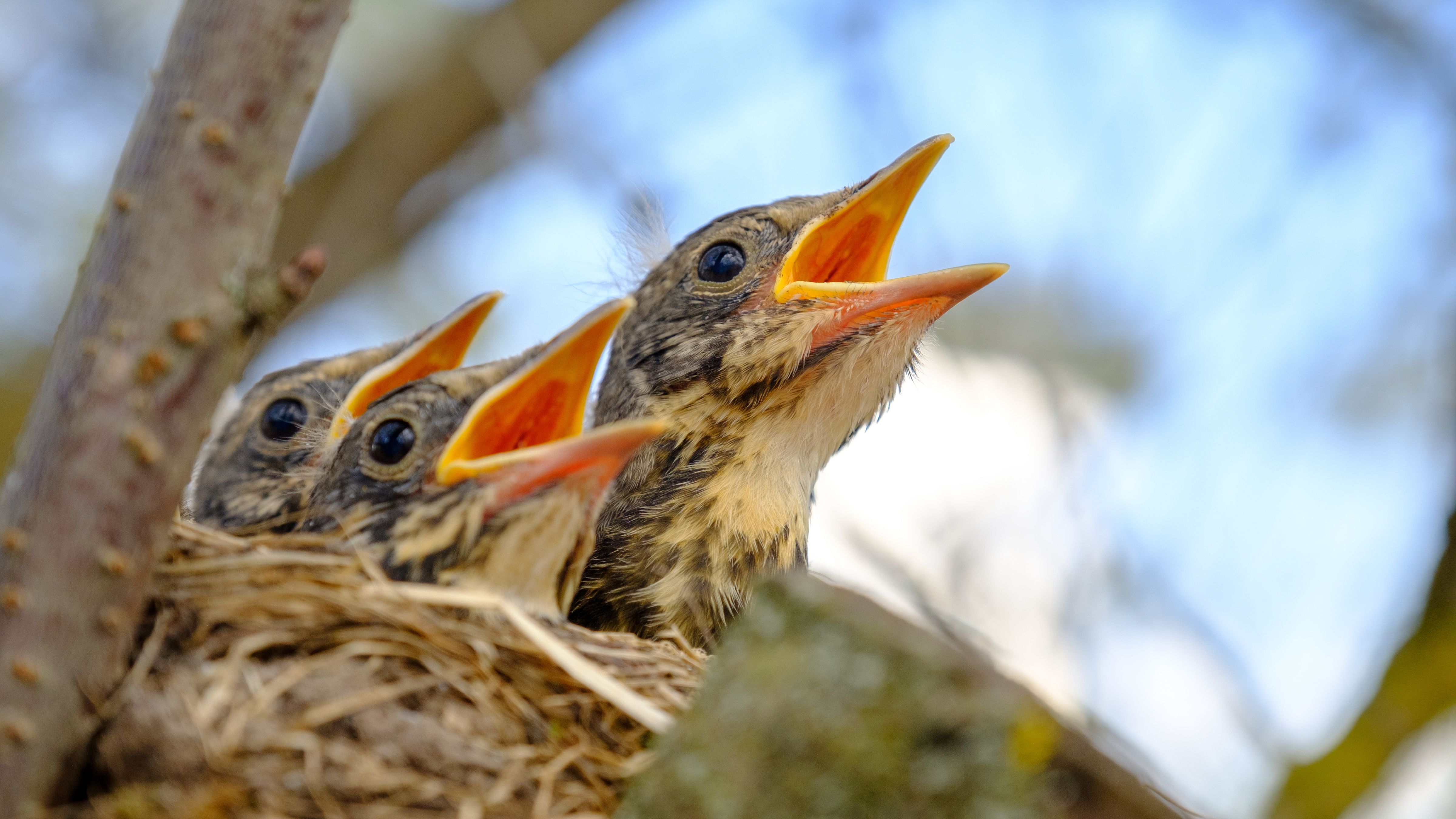 মানুষ স্পর্শ করলে মা পাখি কি ছানাকে পরিত্যাগ করে?