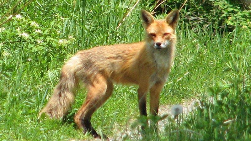 ‘শিয়াল ধরতে ছাগলের মাংসে বিষ’, মারা গেল ১৩ শকুন ও ৩ কুকুর