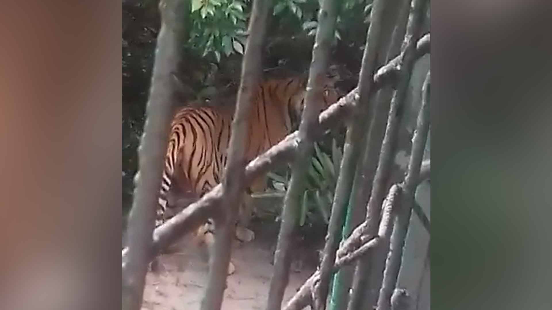 বন বিভাগের অফিসে আবারও দেখা গেল বাঘ