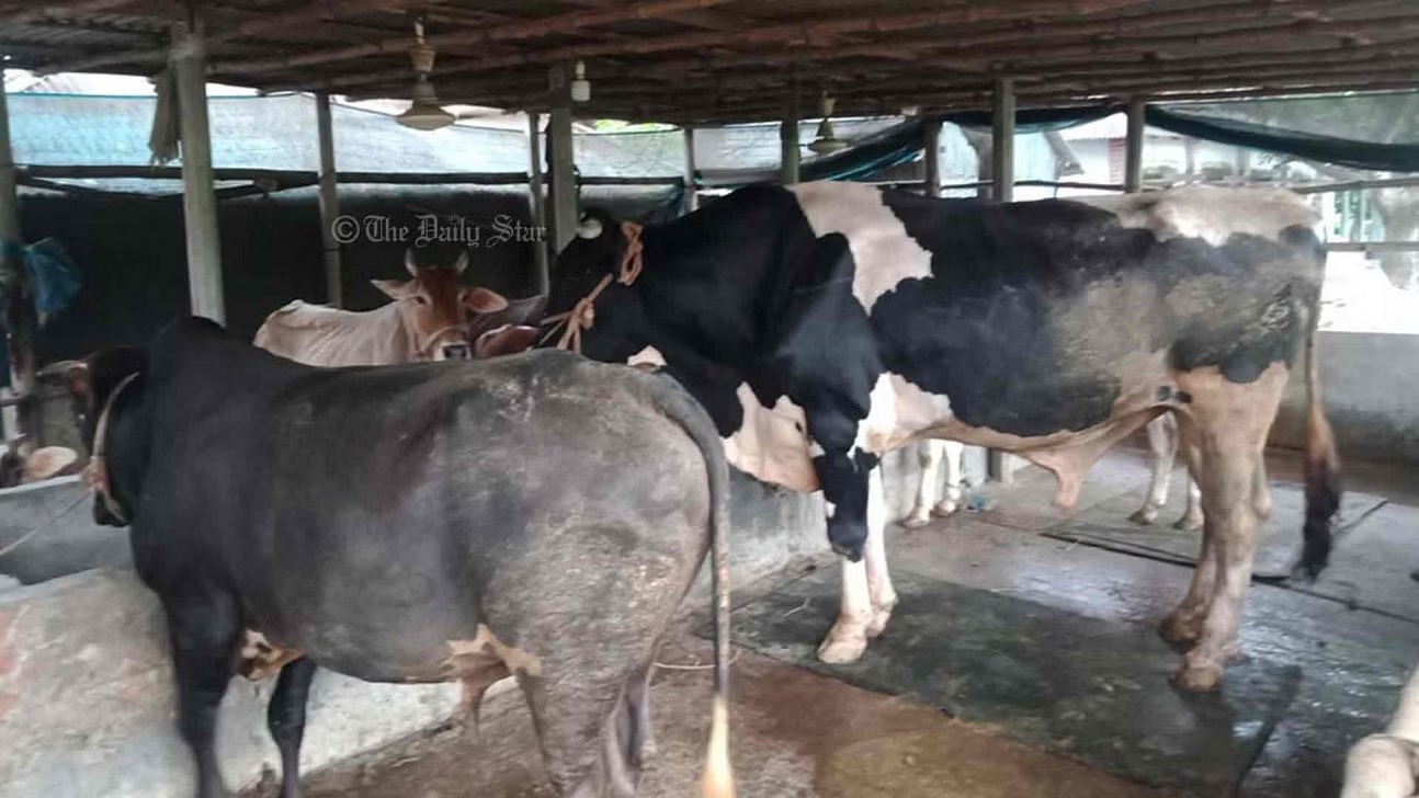 সকালে ১৬টি গরুকে খাবার খাওয়ান, কিছুক্ষণ পর দেখেন ১১টি মৃত