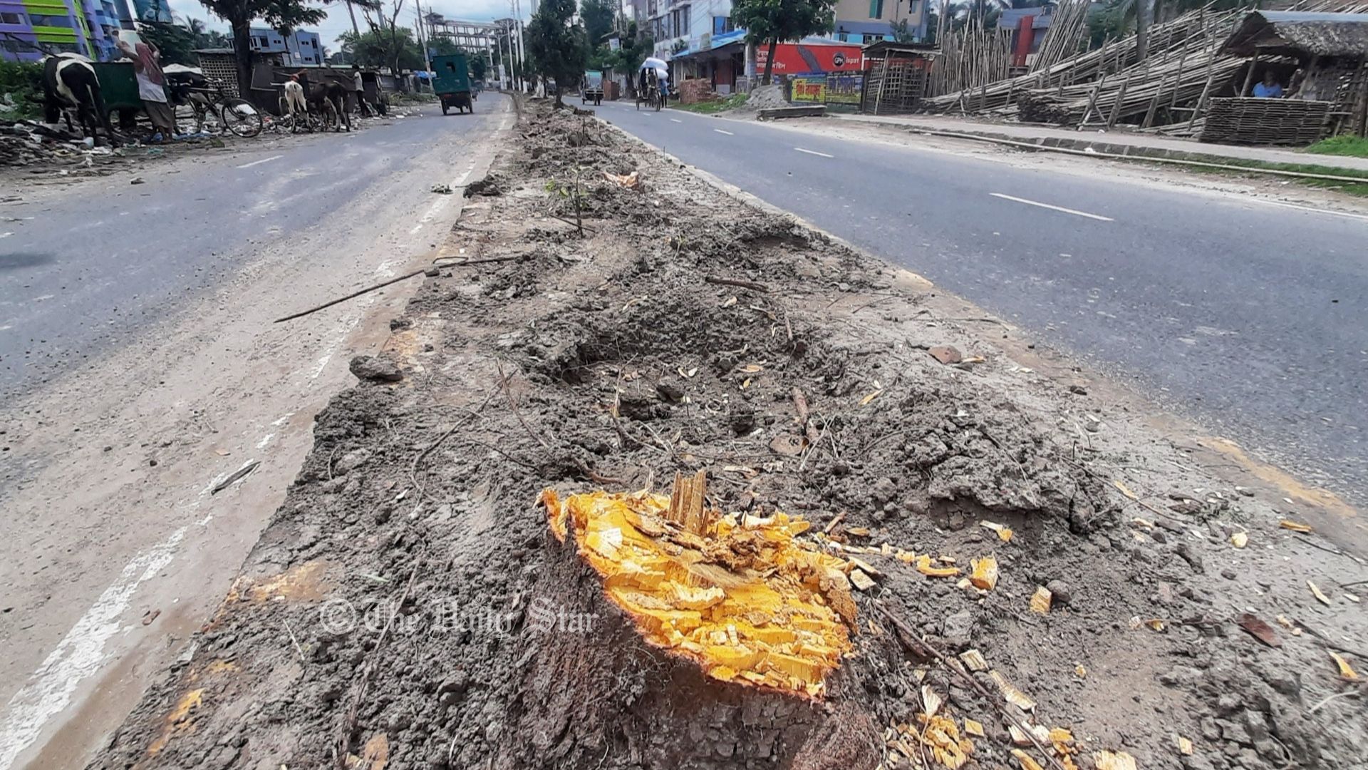 এবার ‘সৌন্দর্যবর্ধনে’ গাছ কাটছে খুলনা সিটি করপোরেশন