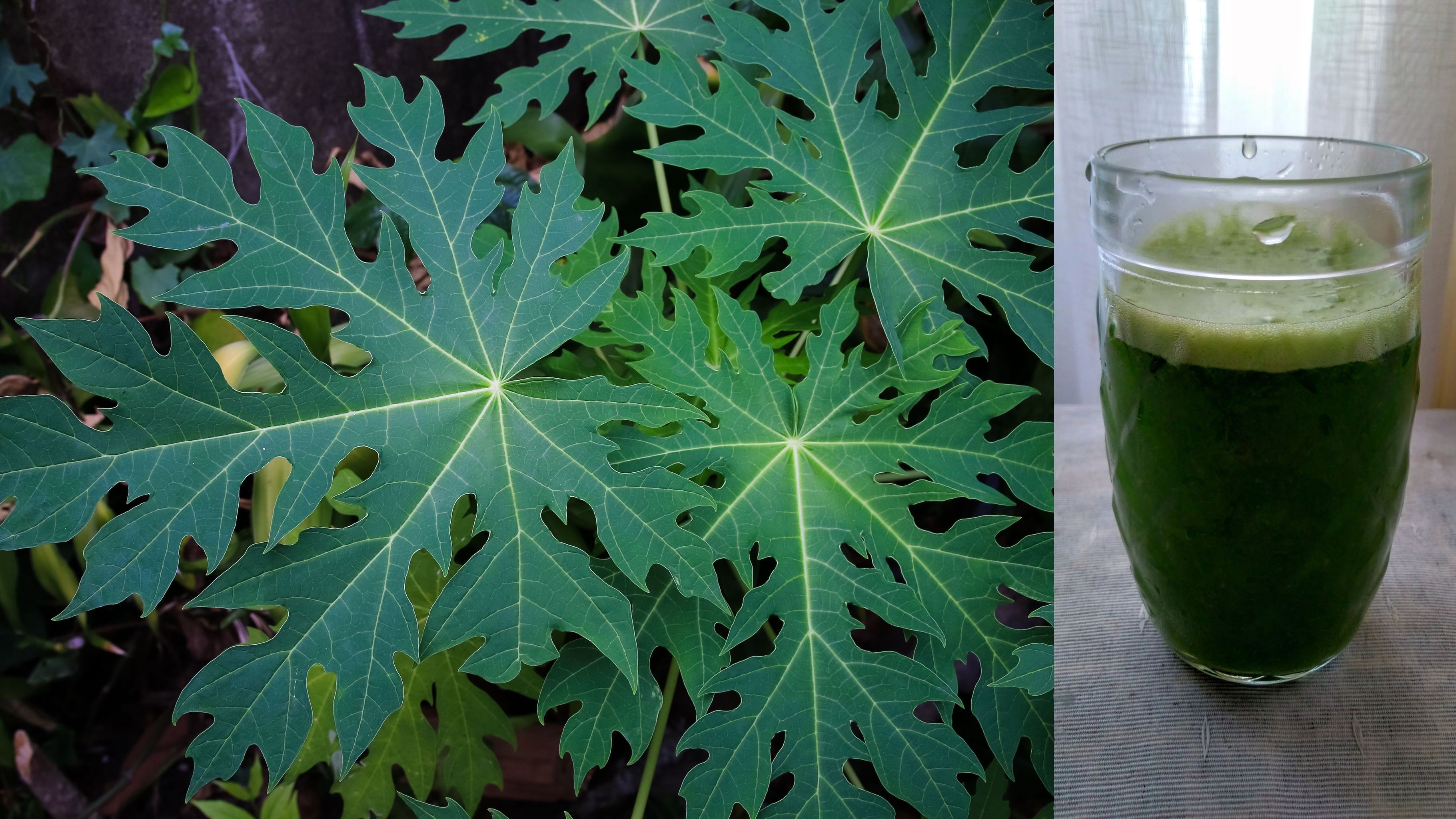 পেঁপে পাতার রস খেলে কি আসলেই প্লাটিলেট বাড়ে