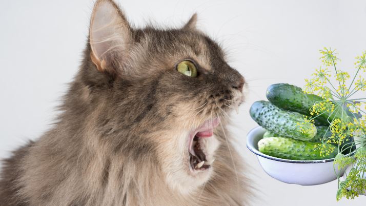 শসা দেখলে বিড়াল কেন ভয় পায়