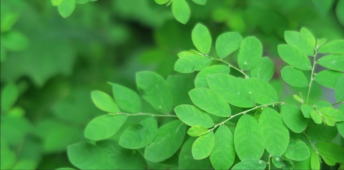 শজনে পাতার পুষ্টিগুণ, কীভাবে খাবেন, কোন বিষয়ে সতর্ক থাকবেন