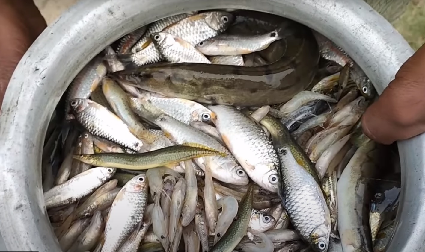 ছোট মাছ কি আসলেই চোখের জন্য উপকারী