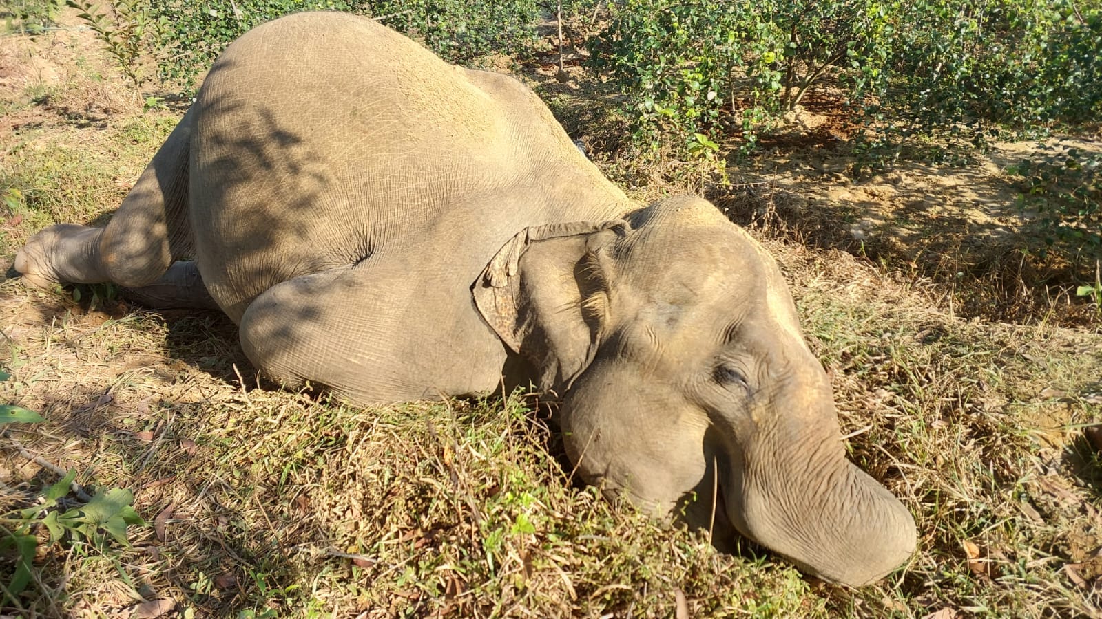 পাহাড়ের ঢালে পড়ে ছিল হাতির মরদেহ
